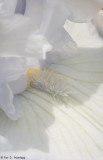 White on white 7