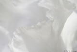 White on white 8