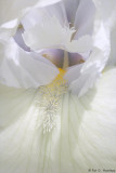 White on white 1