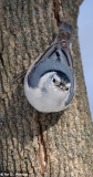 Nuthatch 3