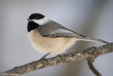 Black-capped Chickadee