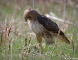 Hawk hunting 3