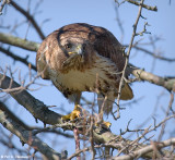 Hawk hunting 4