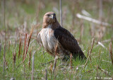 Hawk hunting