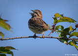 Song Sparrow singing