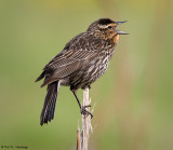 Female Blackbird calling