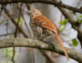 Brown Thrasher