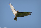 Hawk in flight