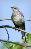 Juvenile Mockingbird