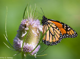 Monarch