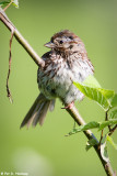 Quiet Song Sparrow