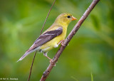 Female Goldfinch