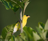 Vertical perch