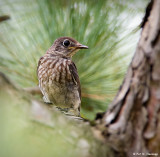 Juvenile Bluebird