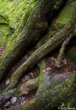 Roots, rock and moss