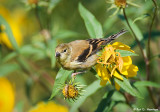Young finch in the field