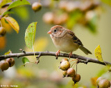 Resting Field Sparrow