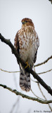 Juvenile Red-tailed Hawk