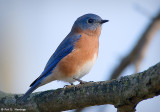 Bluebird profile