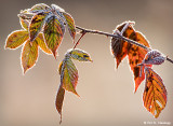 Frost on leaves