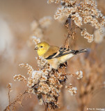 A touch of yellow
