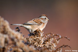 American Tree Sparrow