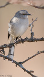 Autumn Mockingbird