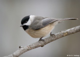 Chickadee