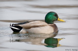 Mallard