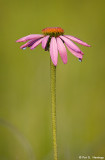 Purple coneflower