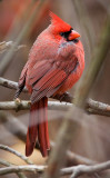 Ruffled Cardinal