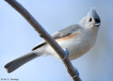 Watchful Titmouse