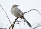Mockingbird on alert
