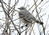 Among the branches