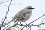 Mockingbird at rest