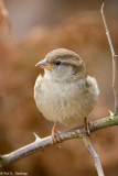 Sparrow stare