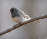 Junco at rest