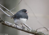 Alert Junco