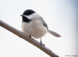 Chickadee and gray sky