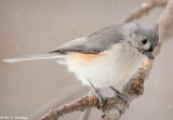 Winter Titmouse