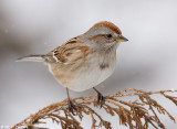 Winter browns