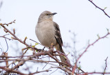 Quiet Mockingbird
