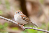 Field Sparrow