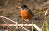 Dry perch