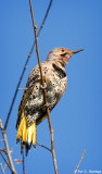 Yellow-shafted Flicker