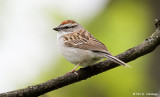 Chipping Sparrow