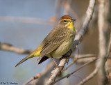 Migrating Warbler