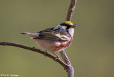 Chestnut-sided Warbler