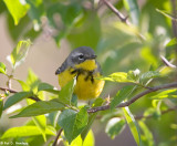 Female Magnolia Warbler