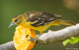 Eating an orange